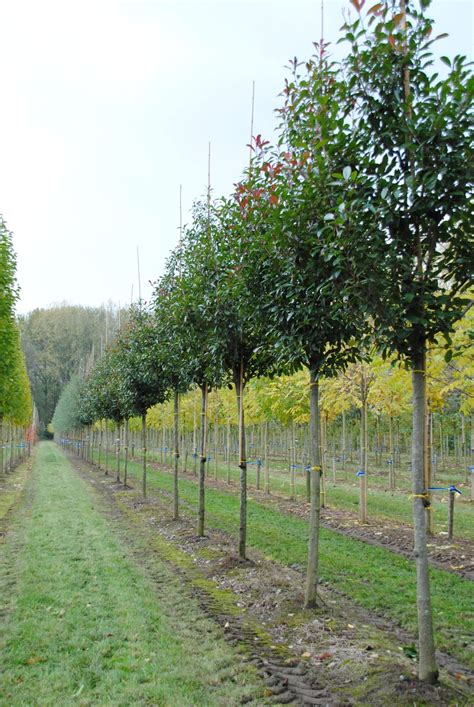 Photinia ×fraseri 'Red Robin' | Photinia ×fraseri 'Red Robin' - Van den Berk Nurseries