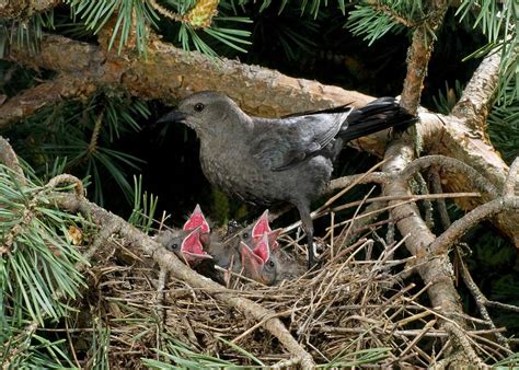 Brewer's Blackbird at nest Photograph by Damon Calderwood - Fine Art ...