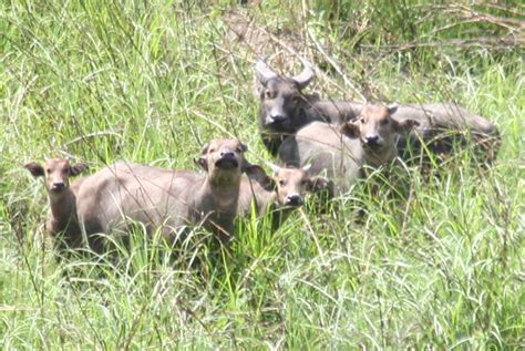 Long-term community-based monitoring of tamaraw Bubalus mindorensis on ...