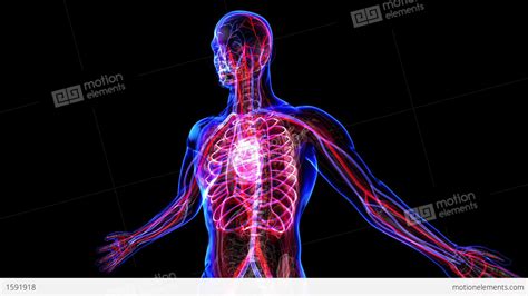 Animated Circulatory System