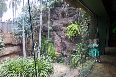 The Best of Sydney with Kids: Wild Life Sydney Zoo - Adventure, baby!