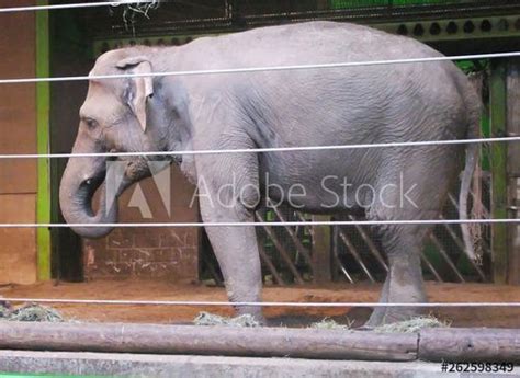 Elephant in Belfast zoo