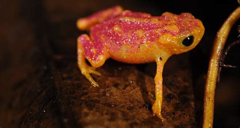 Pumpkin toadlets can’t hear themselves talk | Science News for Students