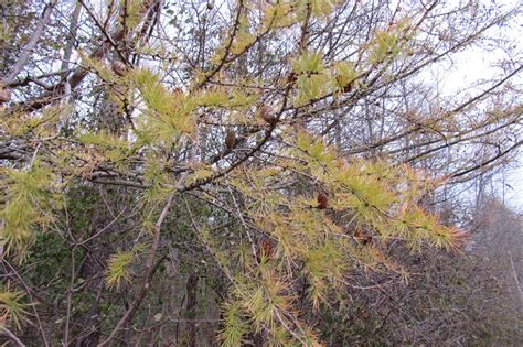 Deciduous conifers – Westside News Inc