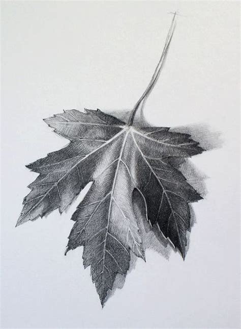 Digication ePortfolio :: Fairfield Art :: Observational Leaf Drawing ...