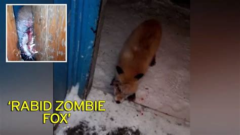 'Zombie fox' covered in blood and gore tries to bite and claw his way into man's home - Mirror ...