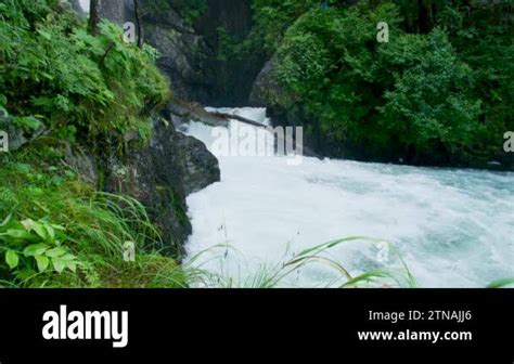 Fish struggle to jump onto the small waterfall to migrate upstream to ...