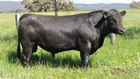 Angus Cattle Breed – Everything You Need to Know