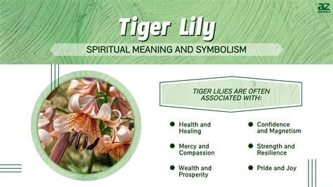 Tiger Lily: Meaning and Symbolism of This Beautiful Flower - A-Z Animals