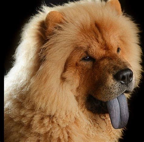 Does A Black Tongue For Dog Always Mean Chow Breed