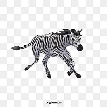 Zebra Running Vector / Zebra running vector cartoon clipart.