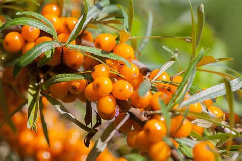 How to Grow Sea Buckthorn in Your Garden