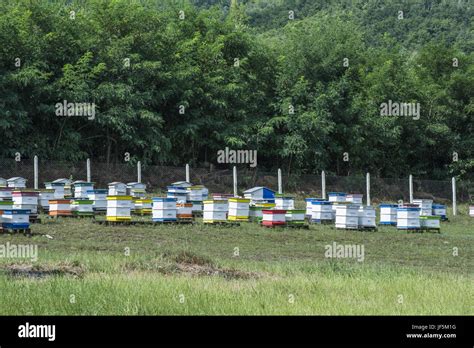 Beehives in bee farm Stock Photo - Alamy