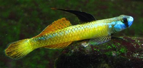 Stiphodon percnopterygionus | Fresh water fish tank, Cool fish, Freshwater fish