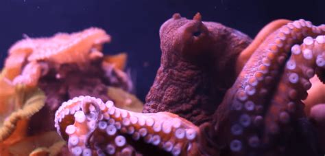 Researchers develop octopus skin-inspired infrared camouflage