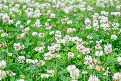 Beautiful White Clover Ground Cover Flowering 0.5g Seeds - Etsy Canada