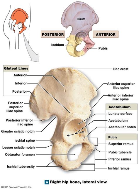 The ischium of the right coxal bone. | Anatomy bones, Human skeleton ...