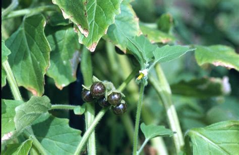 Solanum physalifolium (ground-cherry nightshade): Go Botany