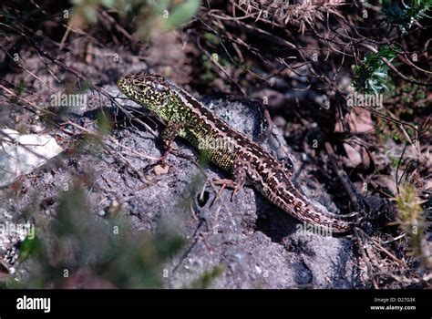 Male sand lizard basking. Dorset, UK Stock Photo - Alamy