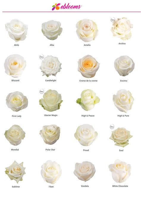 Candlelight Rose Variety - EbloomsDirect – Eblooms Farm Direct Inc.