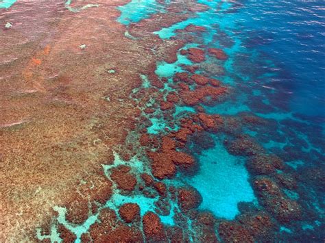 Great Barrier Reef Diving Coral - Free photo on Pixabay