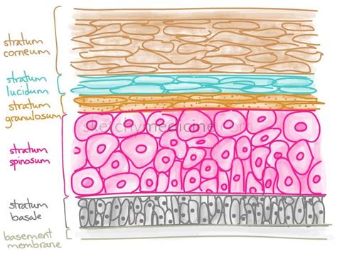 Sketchy Medicine | Skin anatomy, Layers of the epidermis, Anatomy and physiology