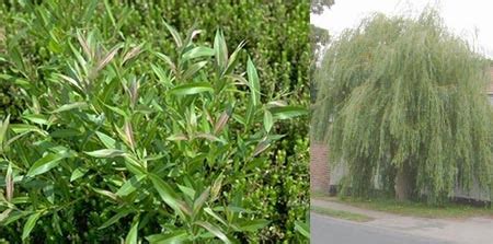 Willow (Salix spp.) some varieties Native | Tryon Life Community Farm