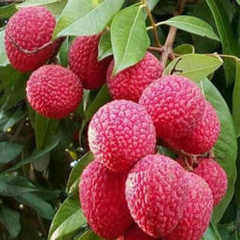 Aliveplant - Nursery For All Tree Lovers - Muzaffarpur Litchi (Air Layered)