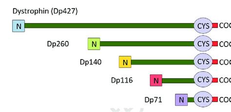 1 The human dystrophin gene and corresponding protein products. Top ...