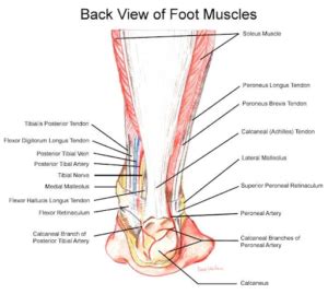 Posterior Impingement Or Achilles Pain - The Injury Clinic