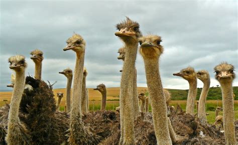 What Does An Ostrich Eat: A Simple Guide — Farm & Animals