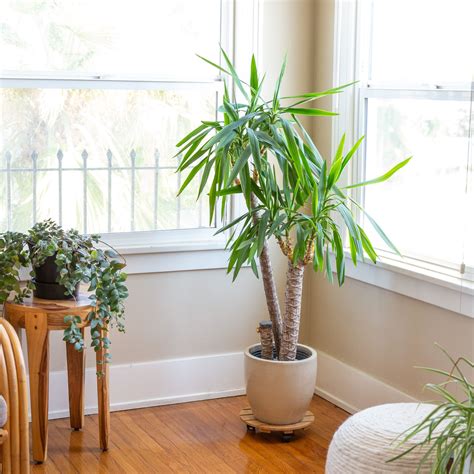 White Yucca Cane Plant Care - Why You Need A Yucca Plant In Your Living ...