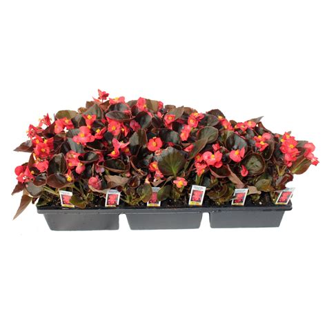 Begonias | Meyers Farms