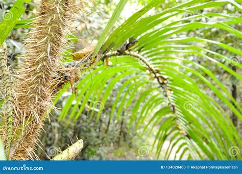 Rattan Palm Tree Growth in Forest Stock Image - Image of pricker, branch: 134020463