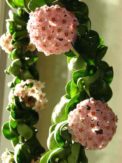 Hindu Rope Plant Care: How To Grow Hoya Compacta “Krinkle Kurl”