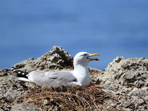 Where Do Seagulls Nest? | Birdfact