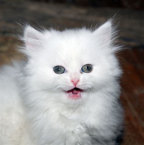 Kitten Cat White Persian · Free photo on Pixabay