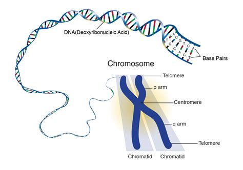 Chromosome