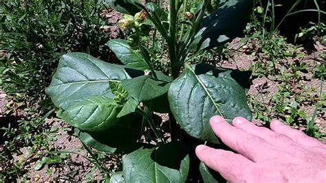 Growing Tobacco from Seed - YouTube