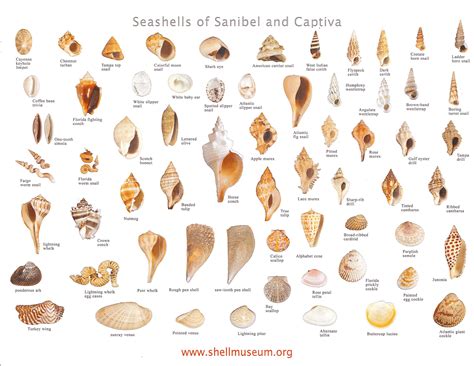She Sells Seashells by the Seashore.. | Sanibel shells, Shell beach, Sea shells