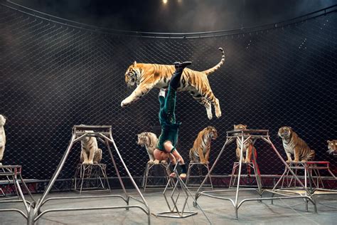 Ringling Bros. Circus Shutting Down | Sarasota Magazine