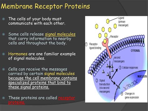 Cell And Membrane Receptors Labeled : Functions and Diagram