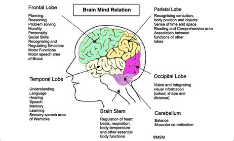 The structure Brain carries out functions like thinking, emotions ...