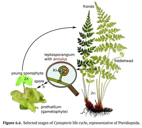 Diversity of pteridophytes