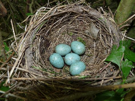 File:Blackbird Nest 24-05-11 (5783205251).jpg