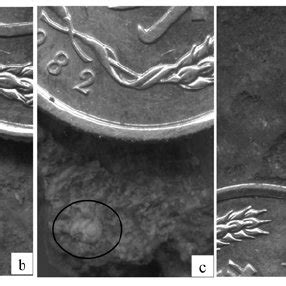 Mollusk fossils in the QA-I Miocene loess-soil section. a-c, Metodontia... | Download Scientific ...