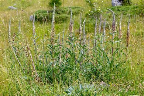 11 of the Best Foxglove Varieties | Gardener’s Path