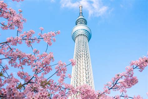 1,000+ Tokyo Tower Cherry Blossom Stock Photos, Pictures & Royalty-Free ...