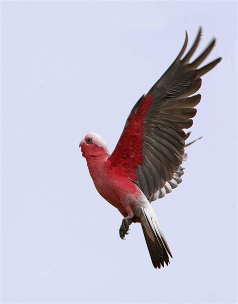 galah flying - Google Search | Australian native birds, Galah cockatoo, Australian native animals