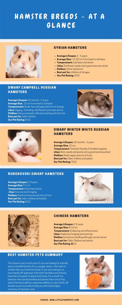 Hamster Breeds - A guide to help you choose your new pet